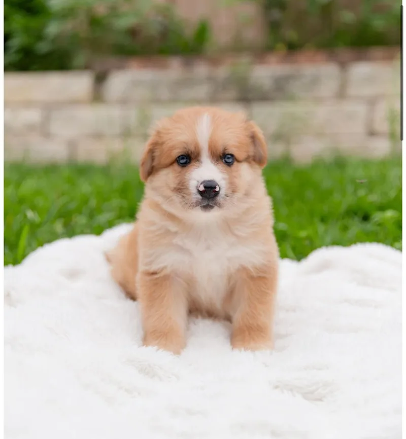 A baby medium-sized male Apricot / Beige Corgi dog named Magoo for adoption in Pflugerville, TX