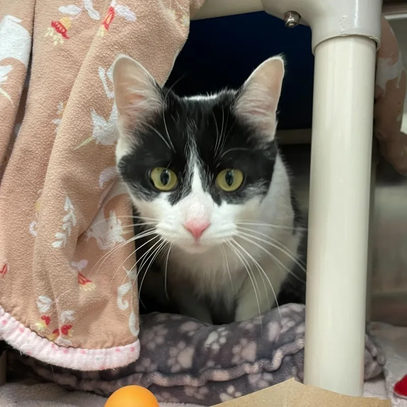 An adult medium-sized female White Domestic Short Hair cat named General Mills for adoption in Enfield, NH
