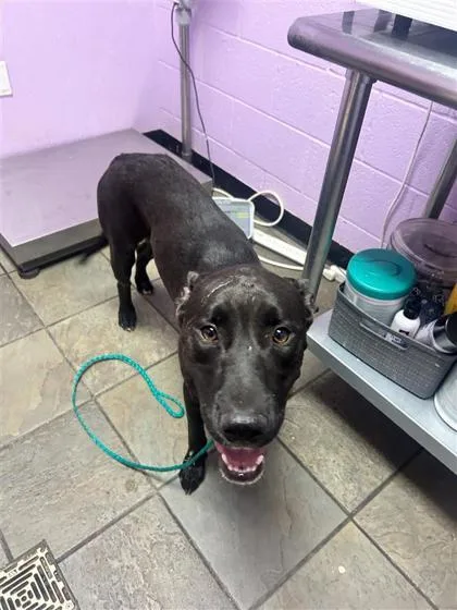 A baby large-sized female Black Pit Bull Terrier dog named 61317717 for adoption in El Paso, TX