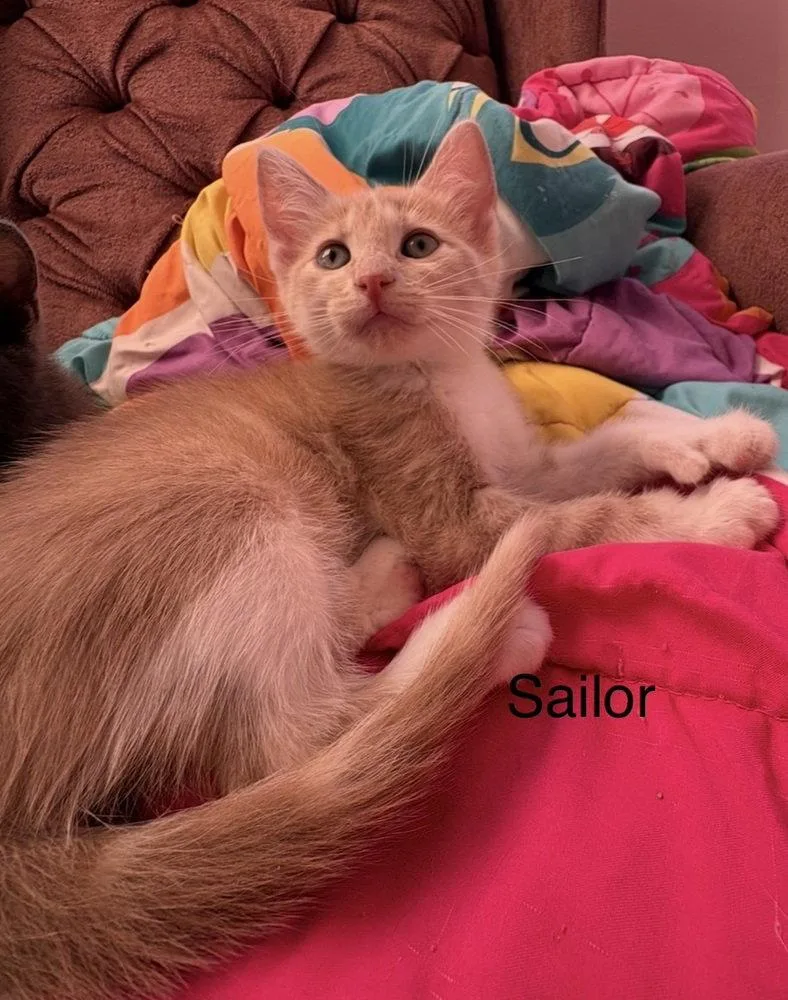 A young medium-sized female Domestic Short Hair cat named Sailor for adoption in O'Fallon, MO