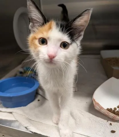 A baby small-sized female Domestic Medium Hair cat named Carli for adoption in San Martin, CA