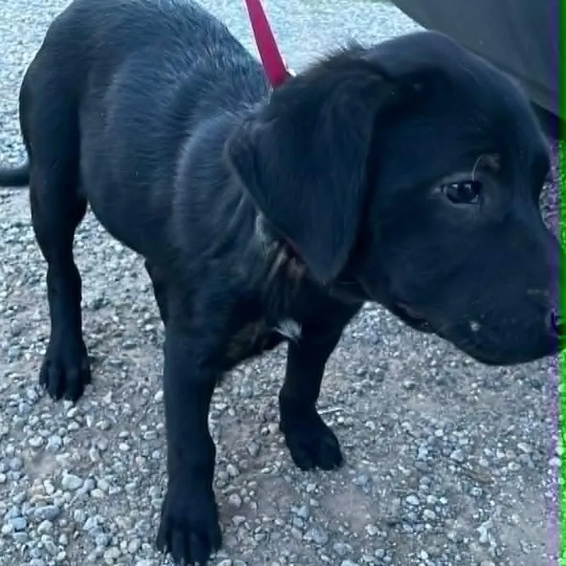 A baby medium-sized female Black Labrador Retriever dog named Spot for adoption in Paramus, NJ