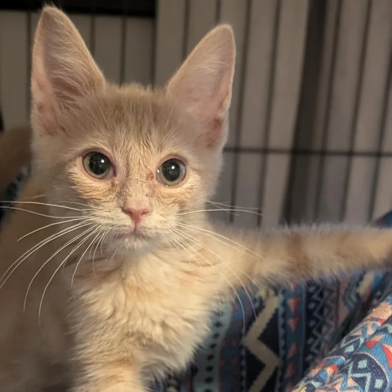 A baby small-sized female Buff / Tan / Fawn Domestic Short Hair cat named Speedwell for adoption in Brownsboro, AL