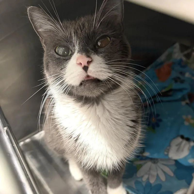 An adult medium-sized female Gray / Blue / Silver Domestic Short Hair cat named Stevie for adoption in Kennebunk, ME