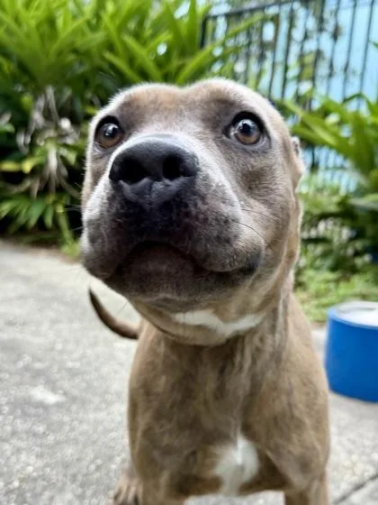 An adult medium-sized female Pit Bull Terrier dog named Salsa for adoption in New Orleans, LA