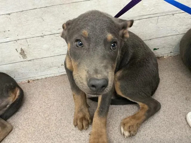 A baby small-sized male Doberman Pinscher dog named Jojo for adoption in San Bernardino, CA