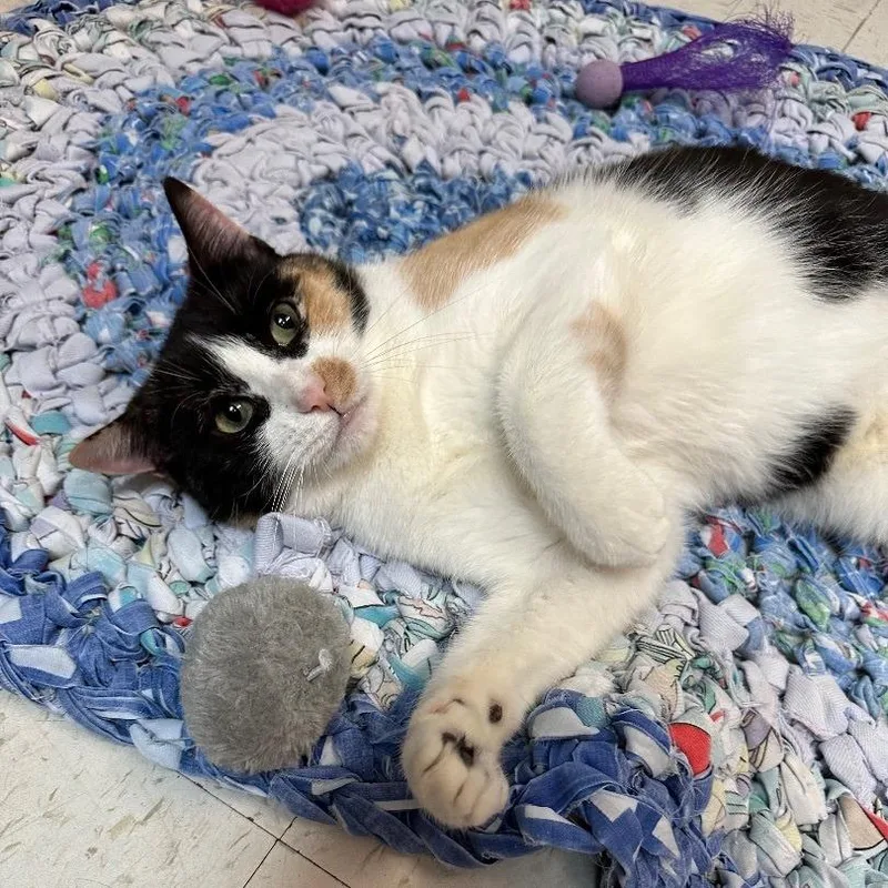 A senior small-sized female Domestic Short Hair cat named Callie for adoption in North Augusta, SC