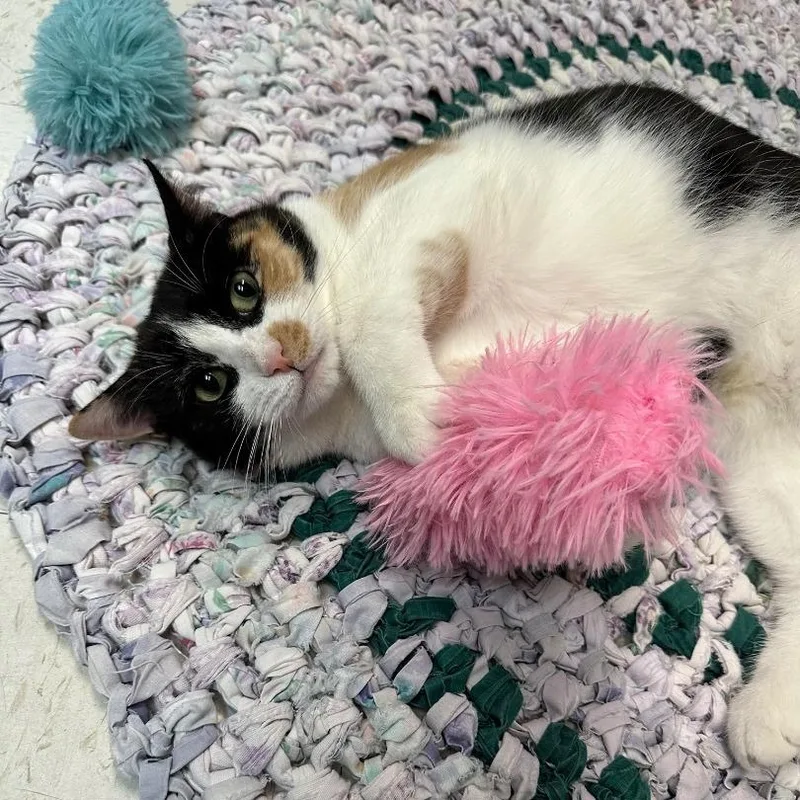 Callie thumbnail 4