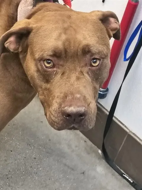 An adult large-sized female Pit Bull Terrier dog named Bailey for adoption in Tucson, AZ