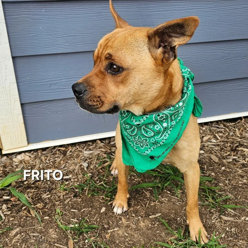 Frito