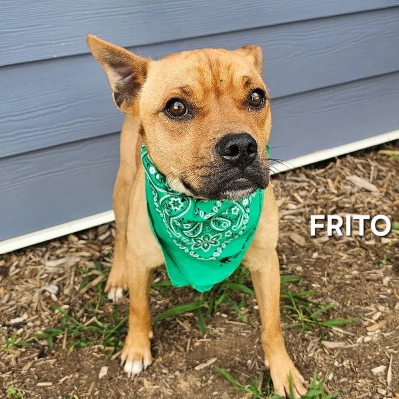 Frito thumbnail 2