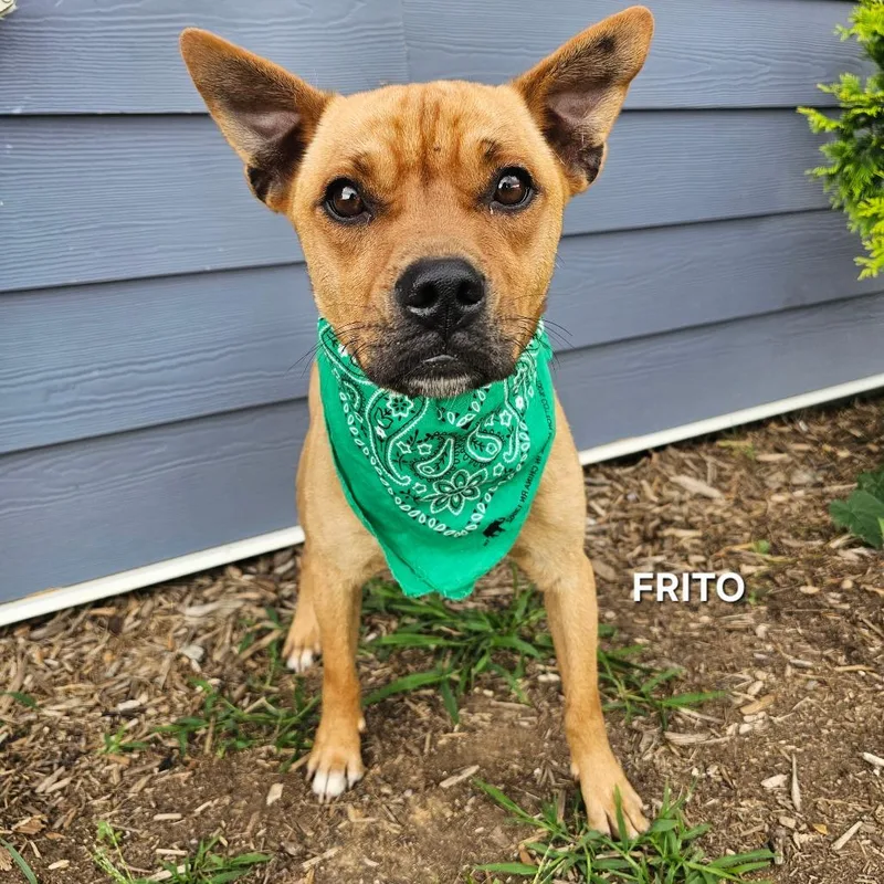 Frito thumbnail 3