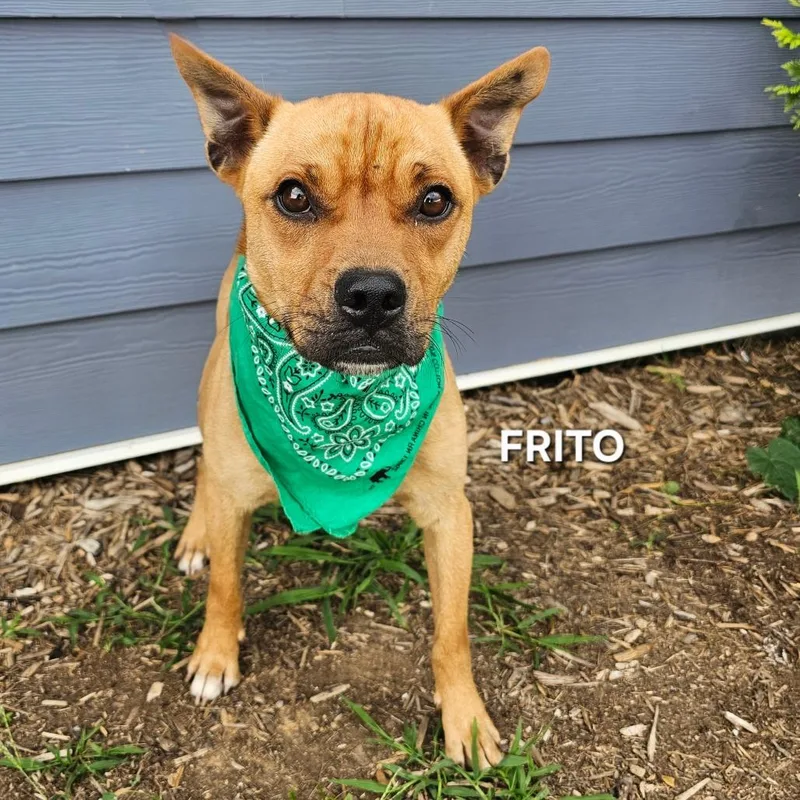 Frito thumbnail 4
