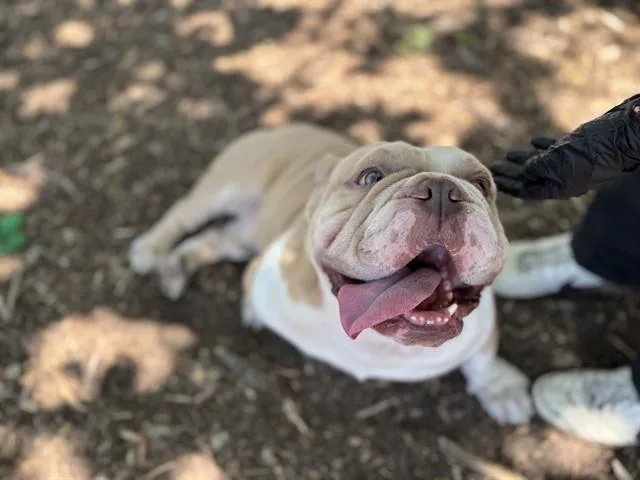 A young medium-sized male Pit Bull Terrier dog named Mishka for adoption in Fremont, CA
