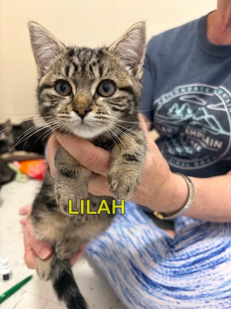 A baby small-sized female Domestic Short Hair cat named Lilah for adoption in Plattsburgh, NY