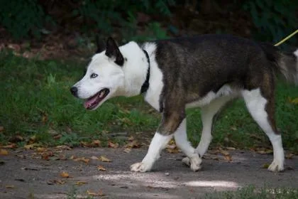 An adult medium-sized male Mixed Breed dog named Clark for adoption in West Chester, PA
