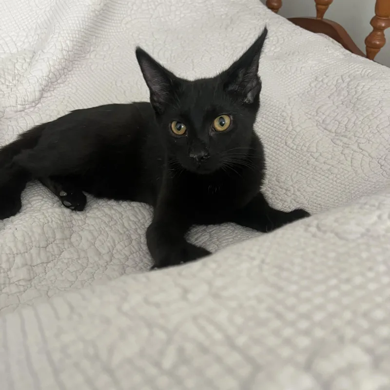 A baby medium-sized male Black & White / Tuxedo Domestic Short Hair cat named Joop N. Your for adoption in New York, NY