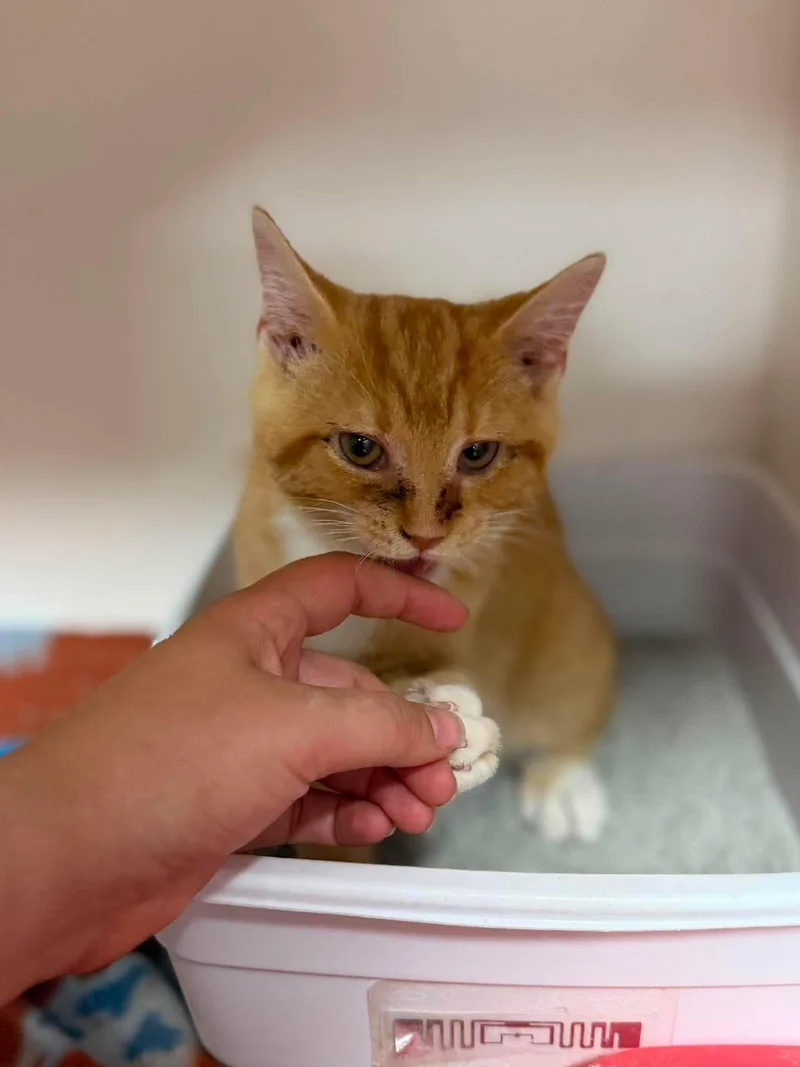 A young medium-sized male Orange / Red Domestic Short Hair cat named Punks for adoption in Leitchfield, KY