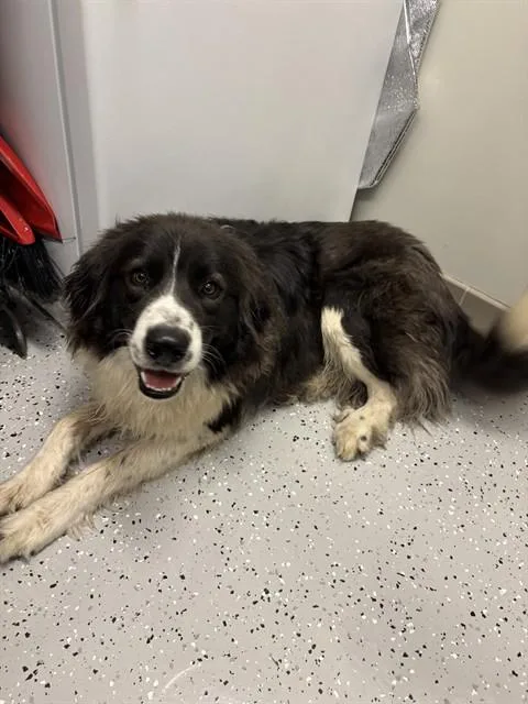A young large-sized female Border Collie dog named Sandy for adoption in Forney, TX