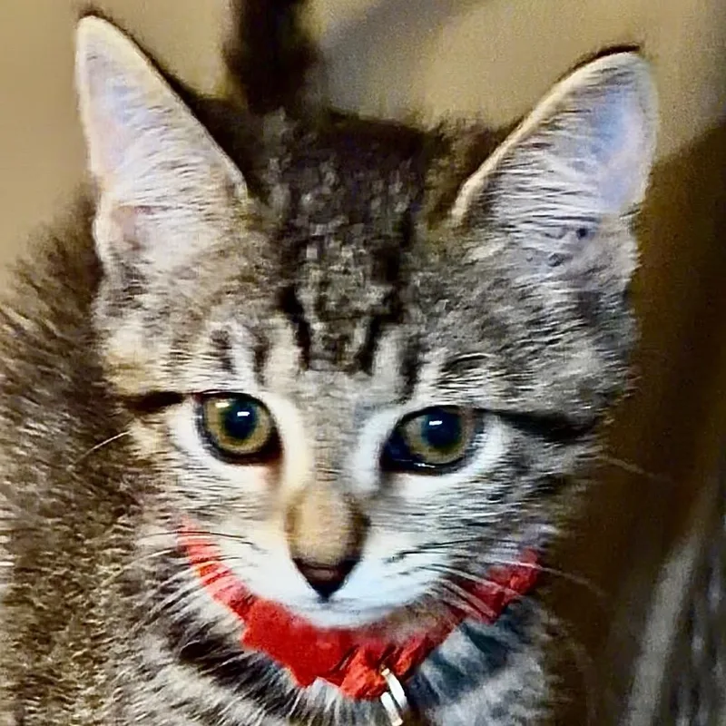 Dora