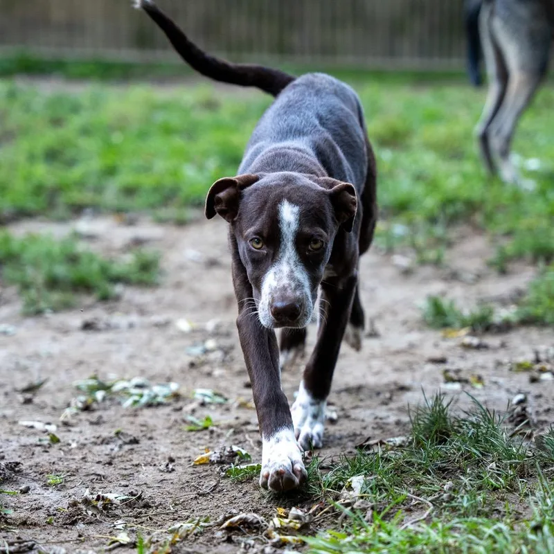 A baby medium-sized female Chocolate Labrador Retriever dog named Jackie for adoption in Pawling, NY