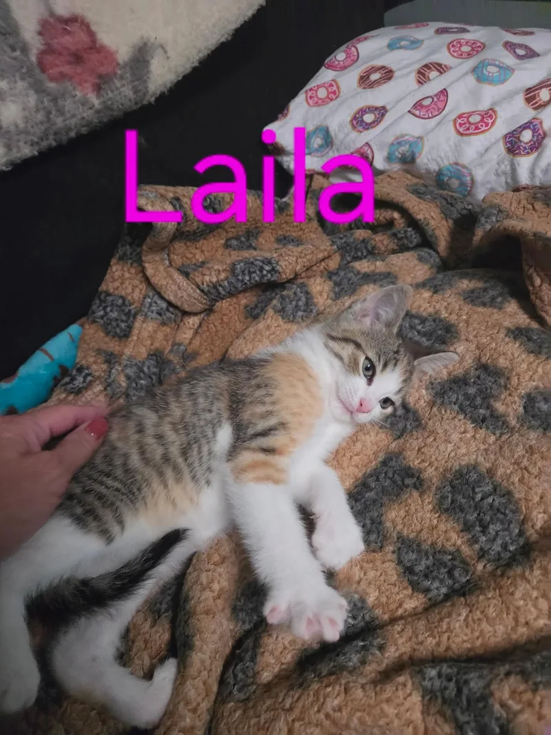 A baby medium-sized female Calico Domestic Short Hair cat named Laila for adoption in Blaine, MN