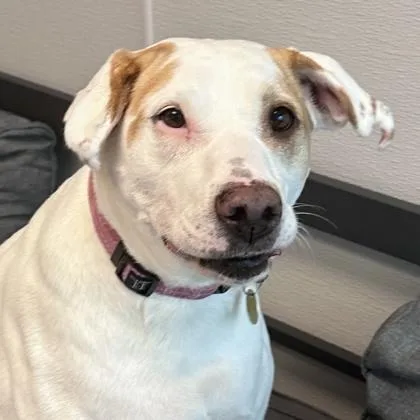 An adult medium-sized female White / Cream Mixed Breed dog named Laverne for adoption in Lansing, MI