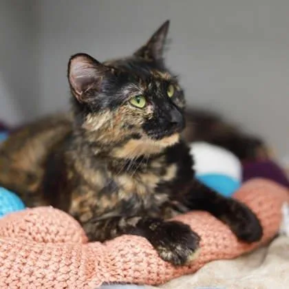 An adult small-sized female Black Domestic Medium Hair cat named Harper for adoption in Atlanta, GA