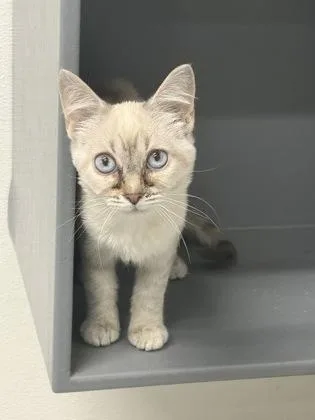 A baby small-sized female Domestic Short Hair cat named Cher for adoption in West Chester, PA