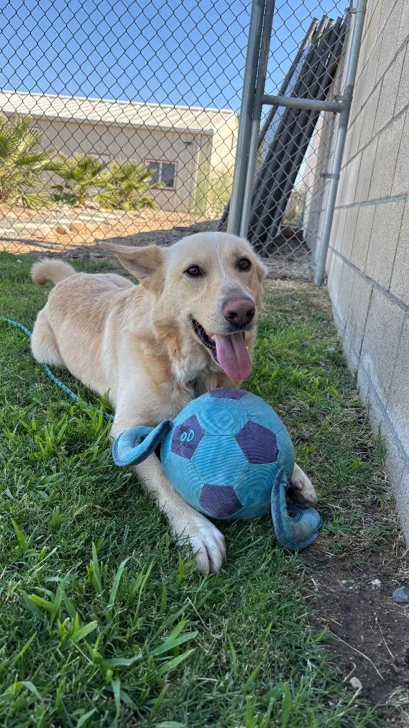 A young medium-sized male Labrador Retriever dog named Jolly for adoption in McFarland, CA