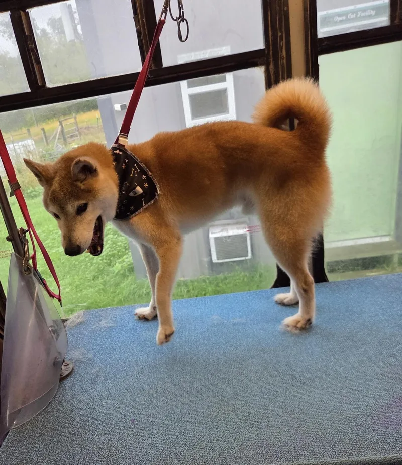 A senior medium-sized male Shiba Inu dog named Ralphie for adoption in Fertile, MN
