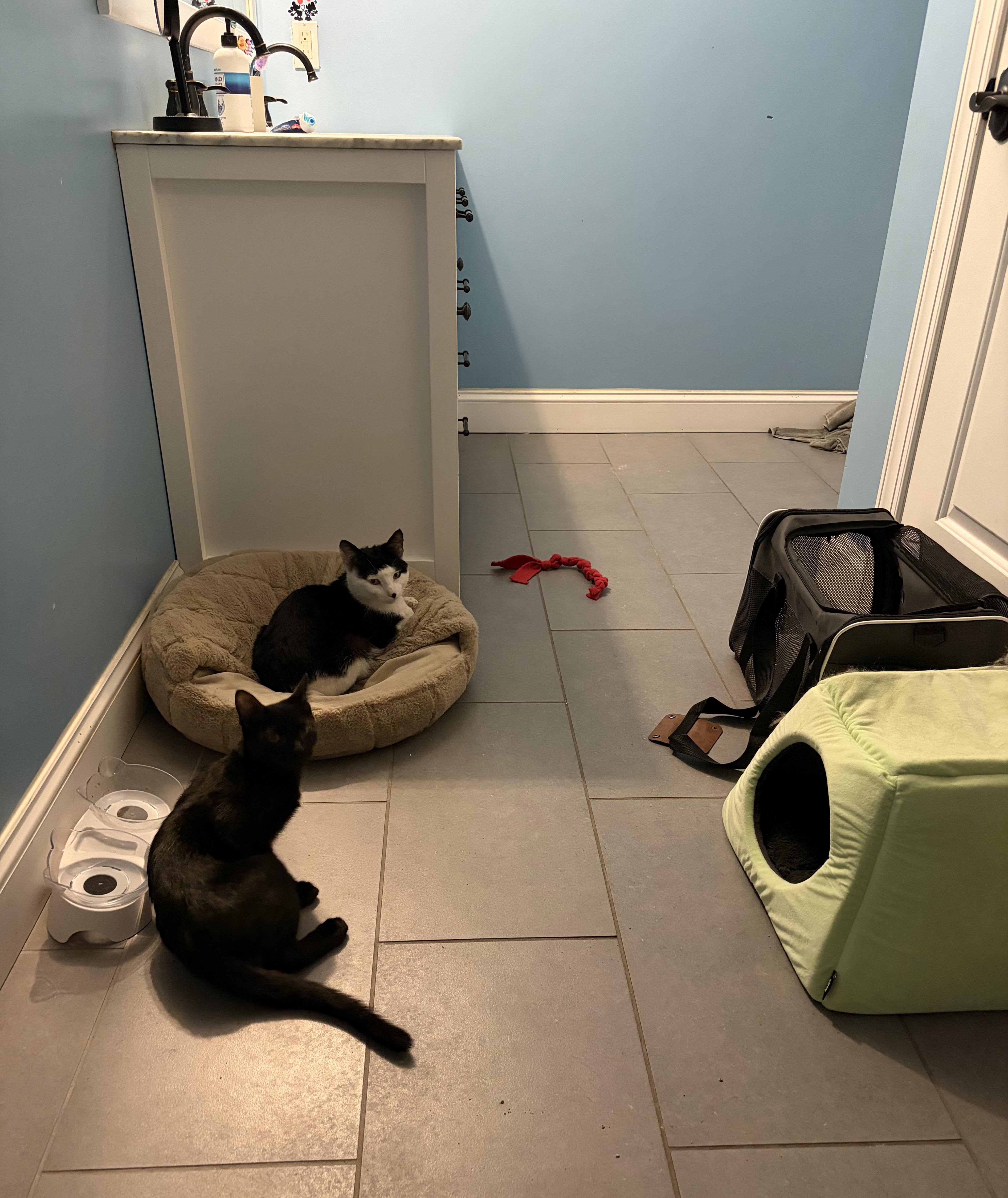 A baby medium-sized male Black Domestic Short Hair cat named Ares for adoption in North Haledon, NJ