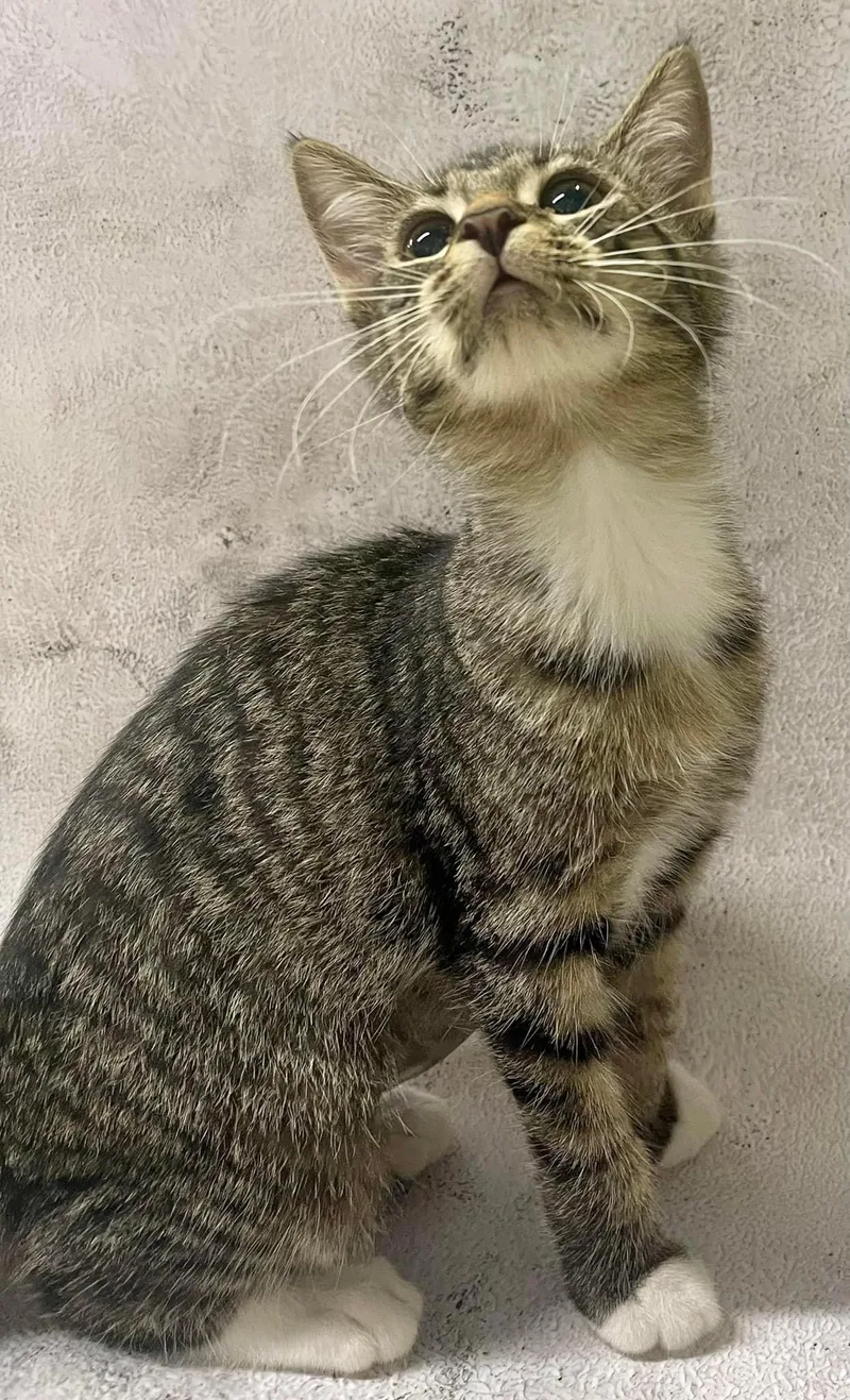 An adult medium-sized female Tabby (Brown / Chocolate) Tabby cat named Arissa for adoption in Jackson, GA