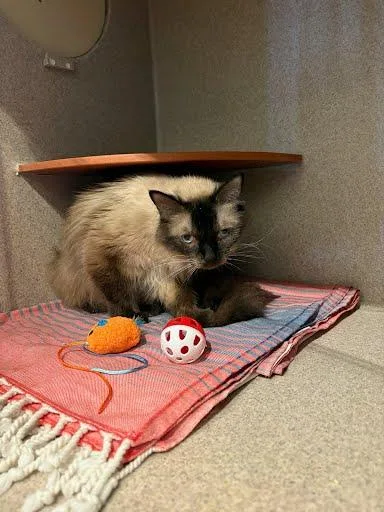 An adult medium-sized female Siamese cat named Ming for adoption in Washington, DC