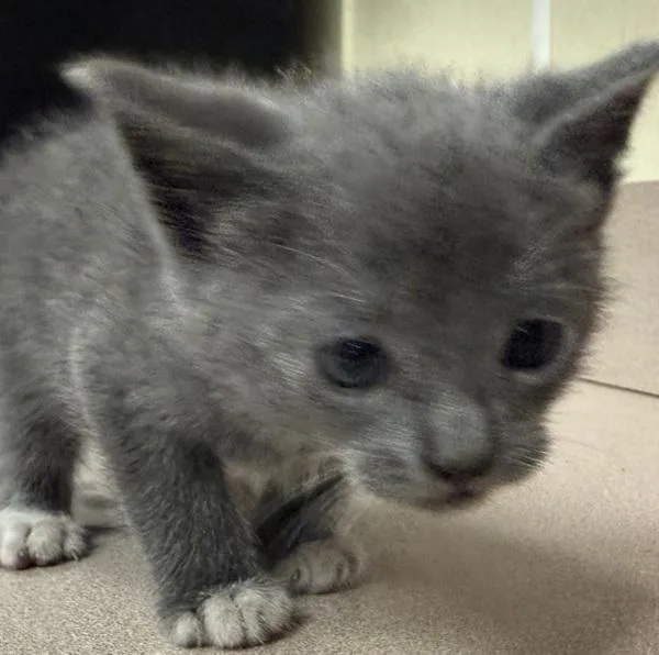 A baby small-sized male Domestic Short Hair cat named Hammer for adoption in Salisbury, MD