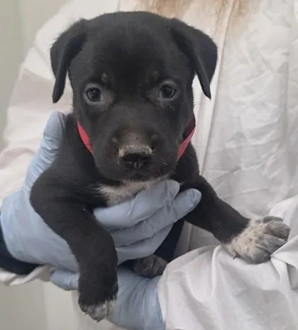 A baby medium-sized male Siberian Husky dog named Ted for adoption in Phoenix, AZ