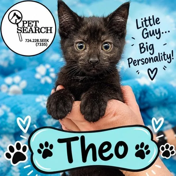 A baby small-sized male Black Domestic Short Hair cat named Theo for adoption in Washington, PA