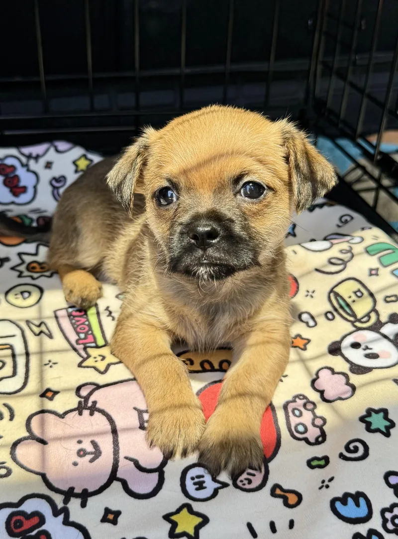 A baby small-sized male Chihuahua dog named Flix for adoption in Maiden, NC