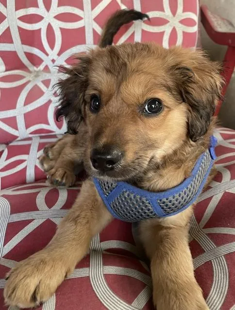 A young small-sized male Red / Chestnut / Orange Spaniel dog named Benny for adoption in Memphis, TN