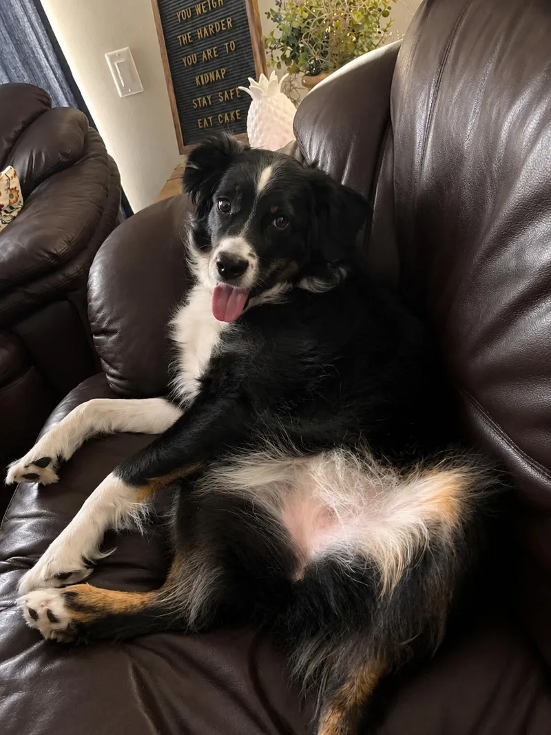 An adult medium-sized female Australian Shepherd dog named Ella for adoption in Dallas, TX