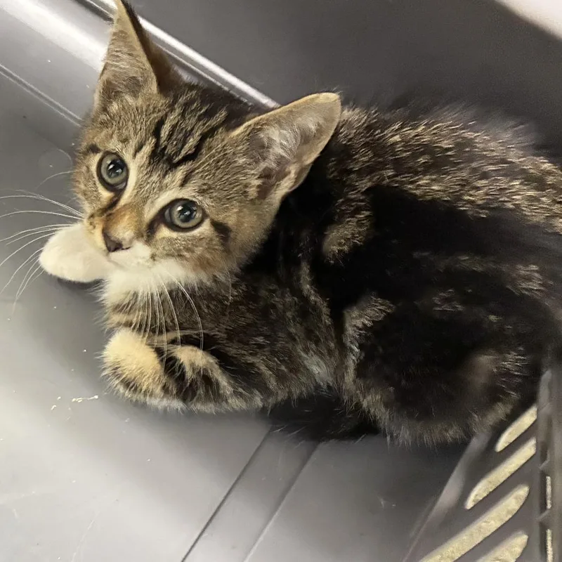 A baby small-sized male Brown / Chocolate Domestic Short Hair cat named 71838 for adoption in Harrisonburg, VA