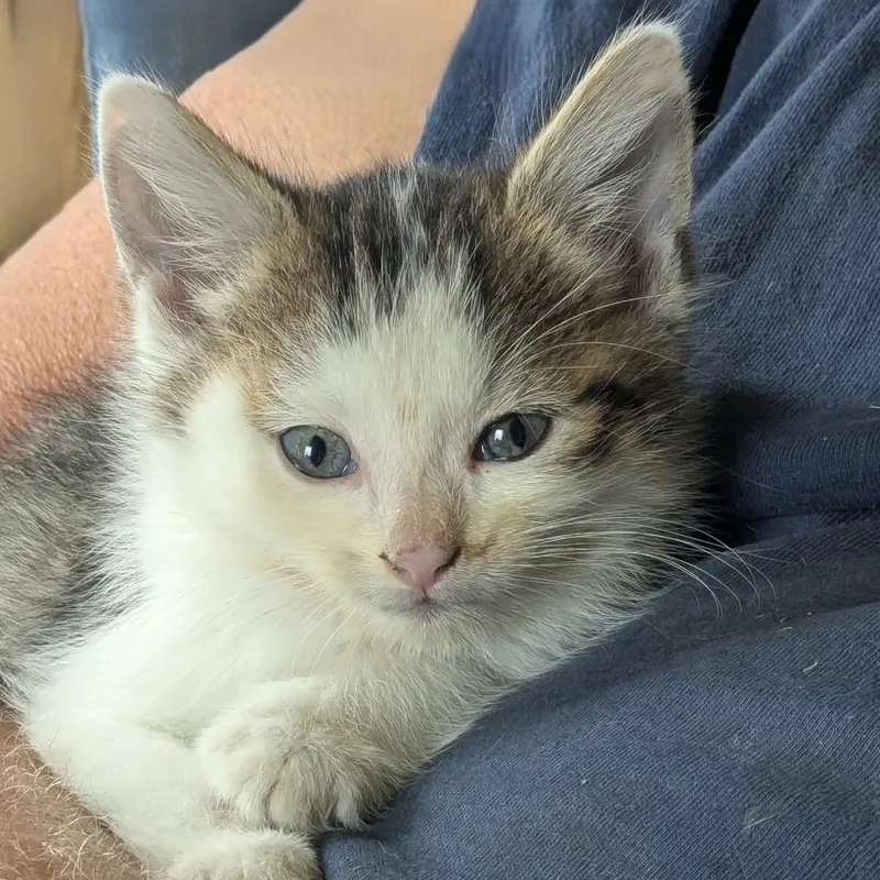 A baby medium-sized male Tabby (Brown / Chocolate) Domestic Medium Hair cat named Braveheart for adoption in Johnson City, TN