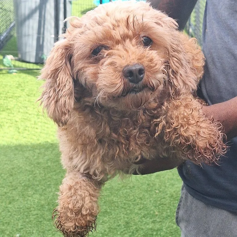 An adult small-sized female Brown / Chocolate Poodle dog named Fancy Nancy for adoption in LOXAHATCHEE, FL