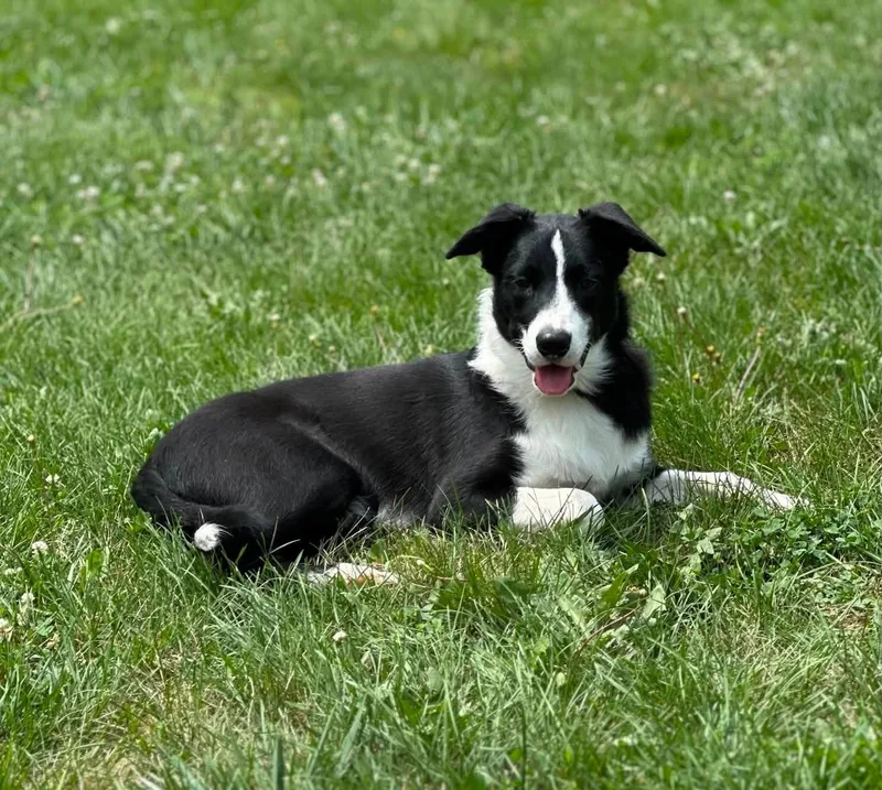 A young medium-sized male Black Border Collie dog named Wade for adoption in Chestertown, MD