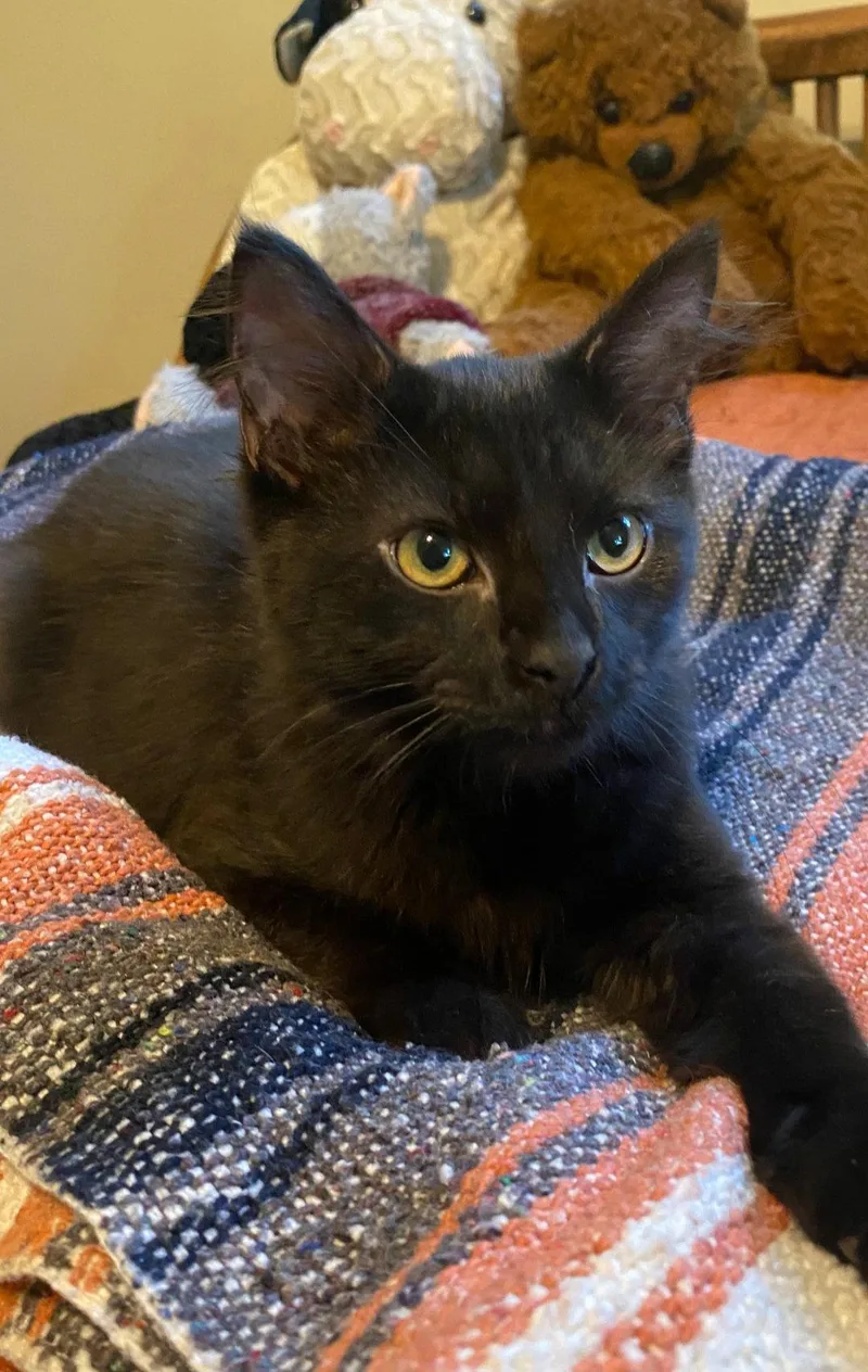A baby medium-sized male Domestic Medium Hair cat named Billie for adoption in Blairsville, GA