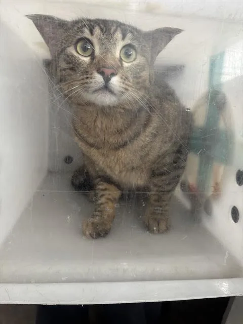 A young medium-sized male Domestic Short Hair cat named Cebollin for adoption in Dallas, TX