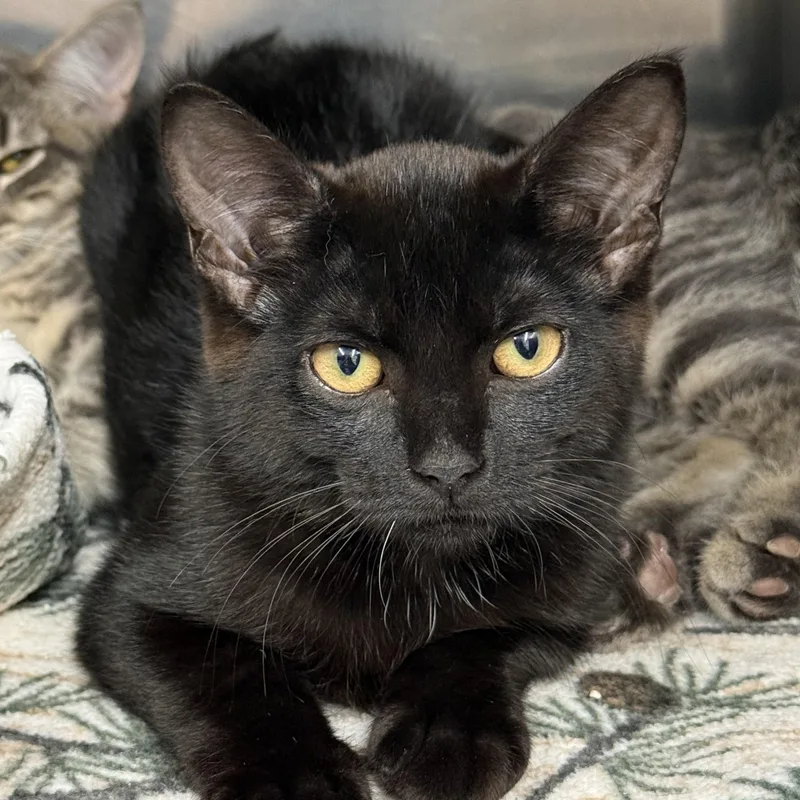 A baby medium-sized female Black Domestic Short Hair cat named Jill for adoption in Exeter, RI