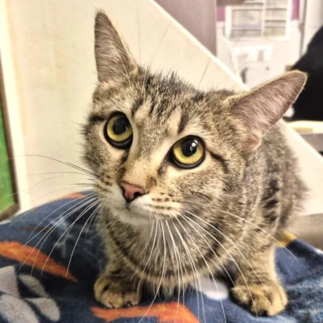 A young medium-sized female Brown / Chocolate Domestic Short Hair cat named Crystal for adoption in Houston, TX