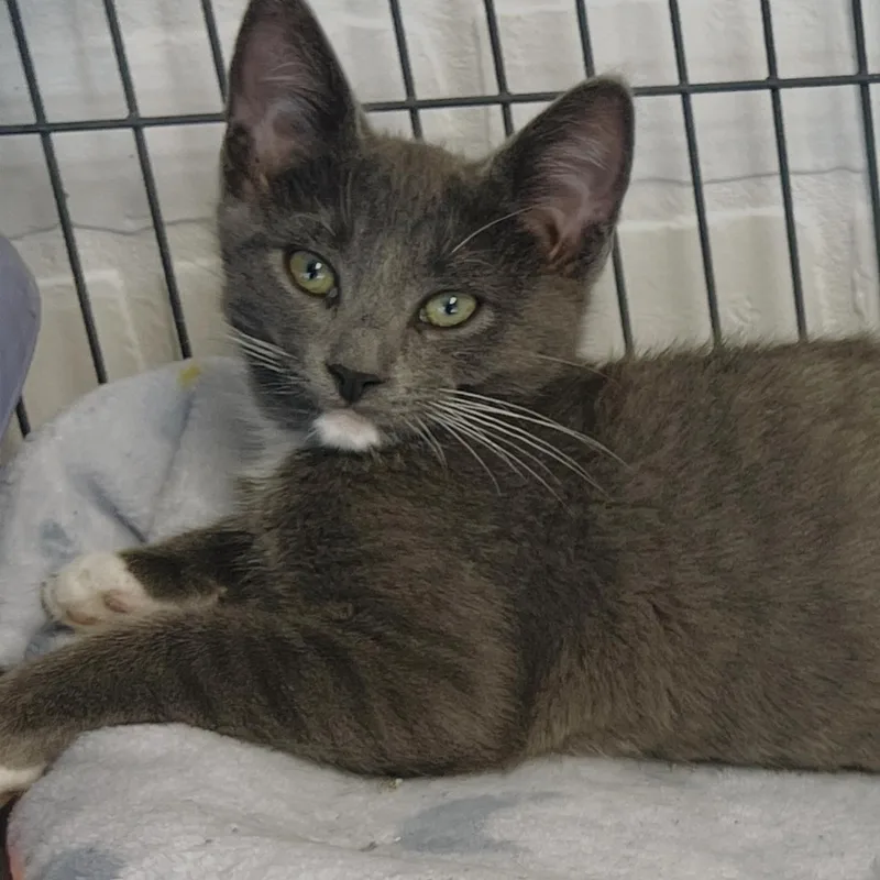 A baby small-sized male Domestic Short Hair cat named Prince for adoption in Altoona, PA