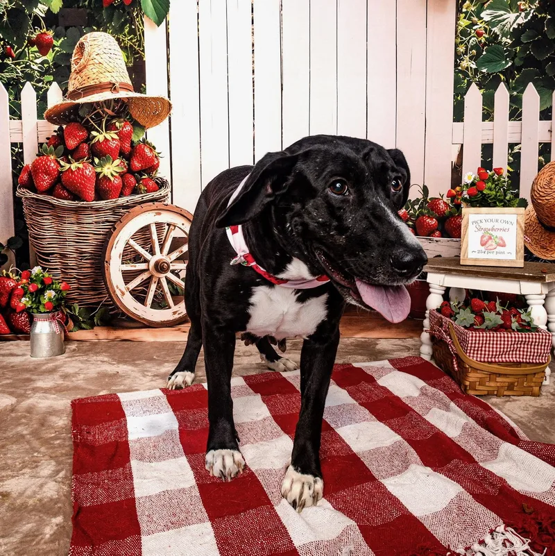 An adult large-sized female Black Labrador Retriever dog named Selena for adoption in Spring, TX